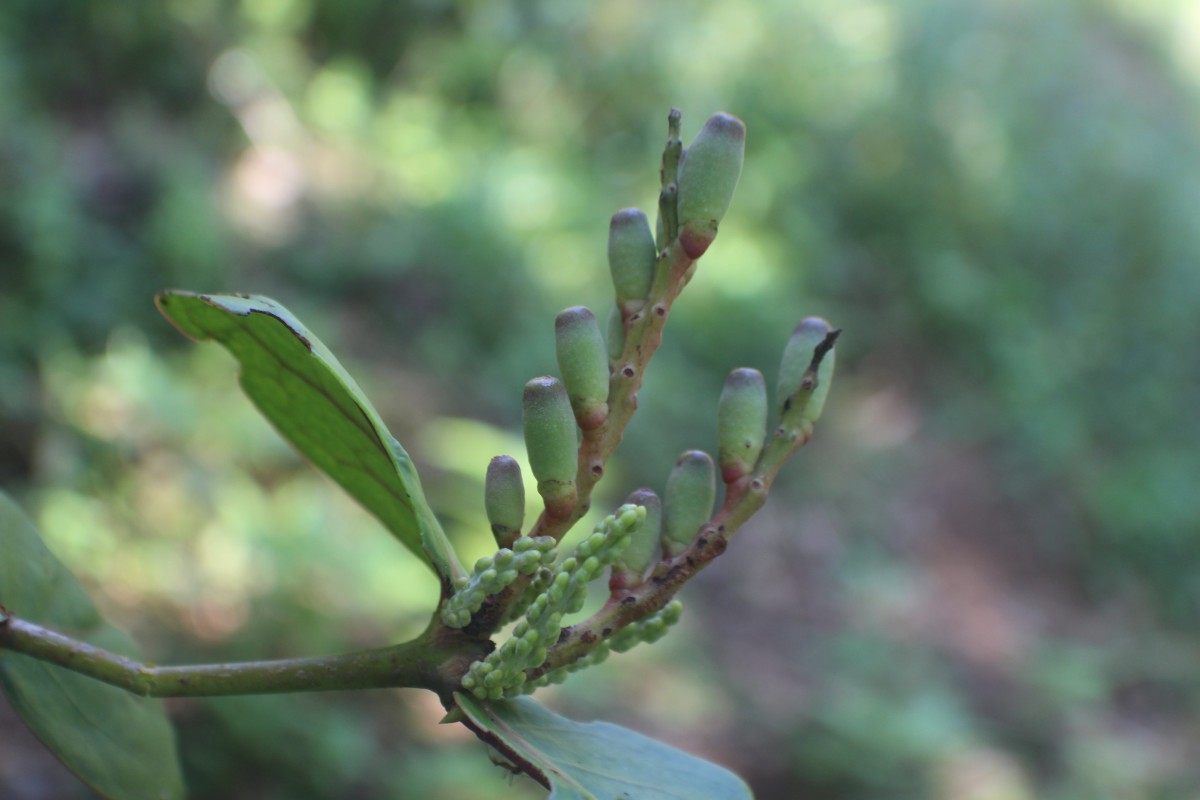 Dendrophthoe falcata (L.f.) Ettingsh.